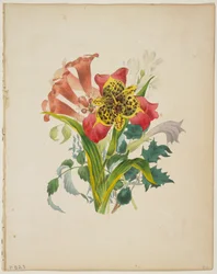 Bukiet winorośli trąbkowych, ze Słownika Flory, 1838